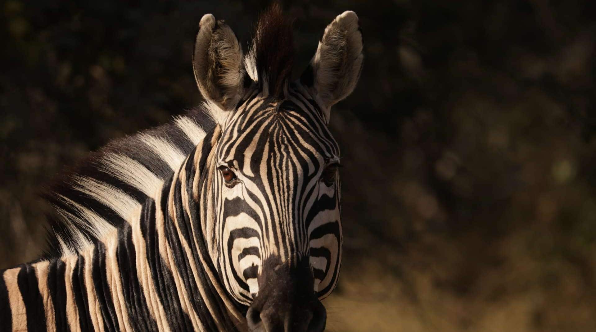 Radisson Safari Hotel Hoedspruit - Game drive Portrait