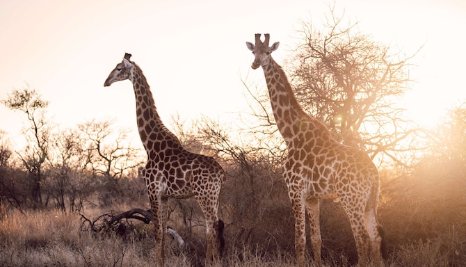 Radisson Safari Hotel Hoedspruit - Game drive Landscape