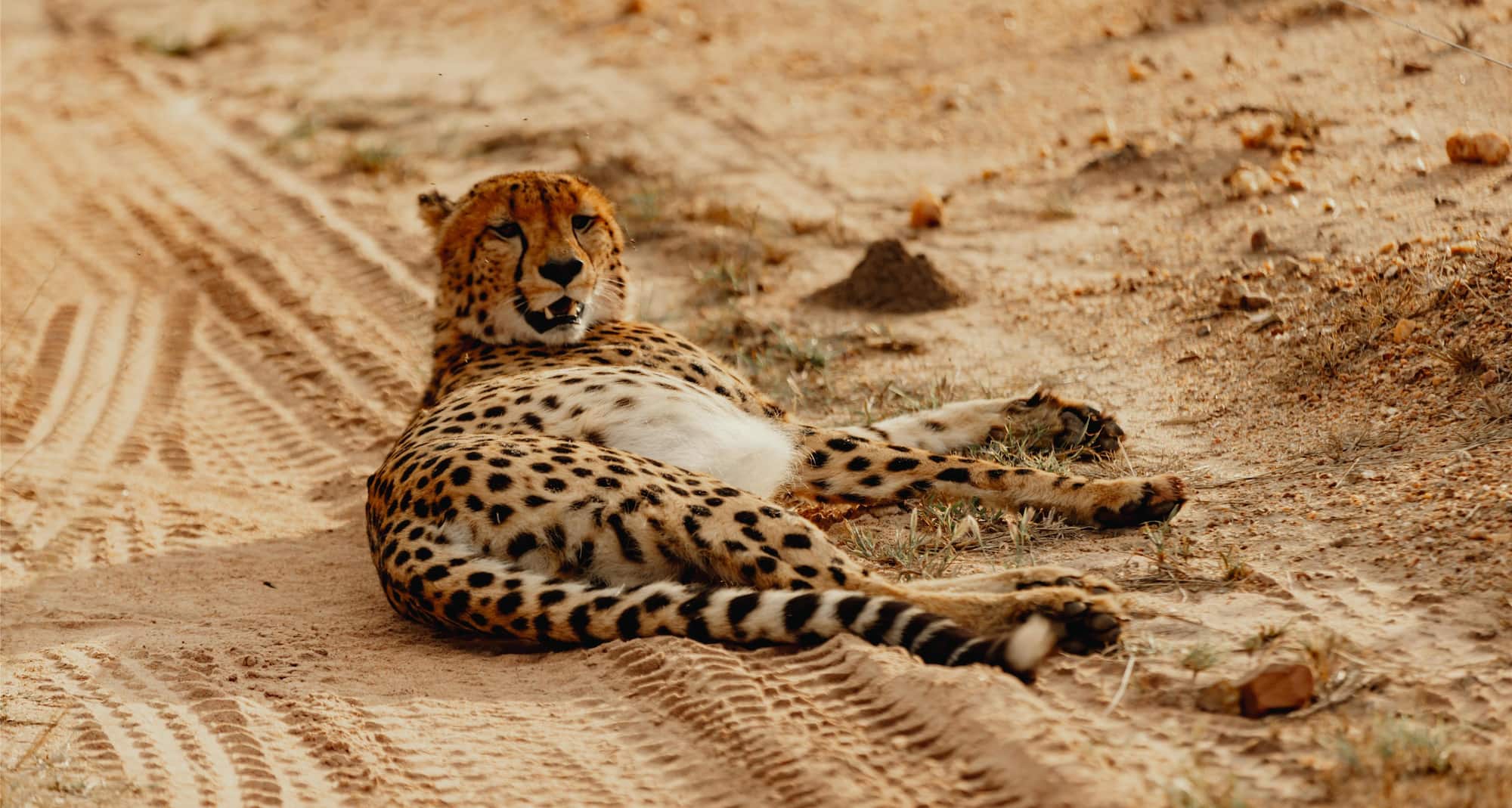 Radisson Safari Hotel Hoedspruit - Rezeption