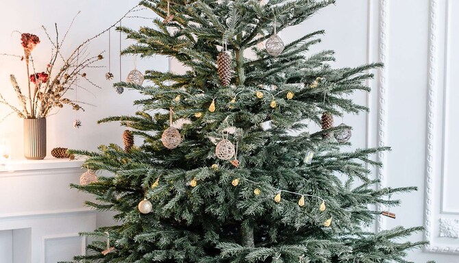 Radisson Seasonal Offers - Christmas tree