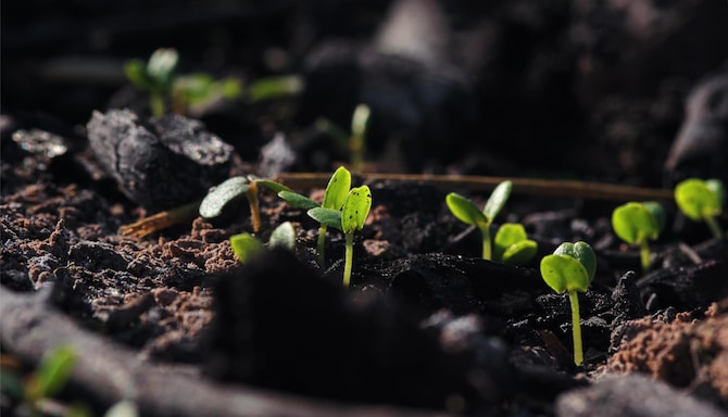 Responsible Business - Soil Carbon