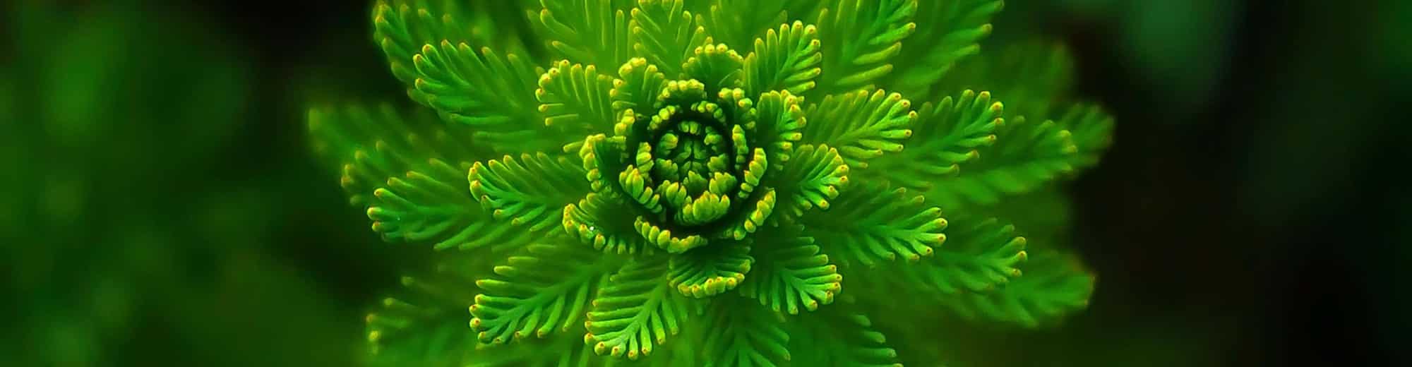 Responsible Business - Plant