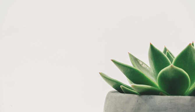 Ansvarlig virksomhet – plante