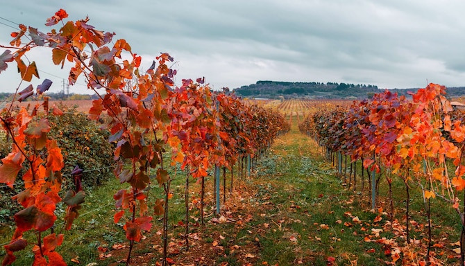 Tsinandali Estate, A Radisson Collection Hotel - יקב