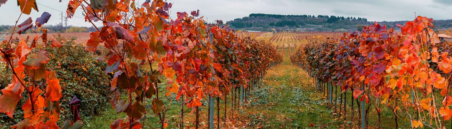Tsinandali Estate, A Radisson Collection Hotel - Winery