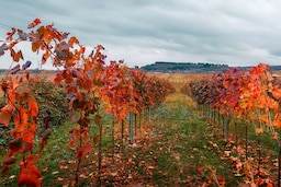 فندق ‏‫تسيناندالي‬ إستيت، أحد فنادق راديسون كوليكشن - مصنع النبيذ