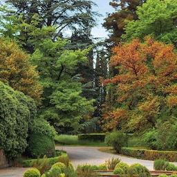 فندق تسيناندالي‬ إستيت، أحد فنادق راديسون كوليكشن - ‏‫حديقة تسيناندالي‬