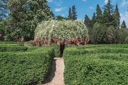 فندق ‏‫تسيناندالي‬ إستيت، أحد فنادق راديسون كوليكشن - شجرة الرغبات