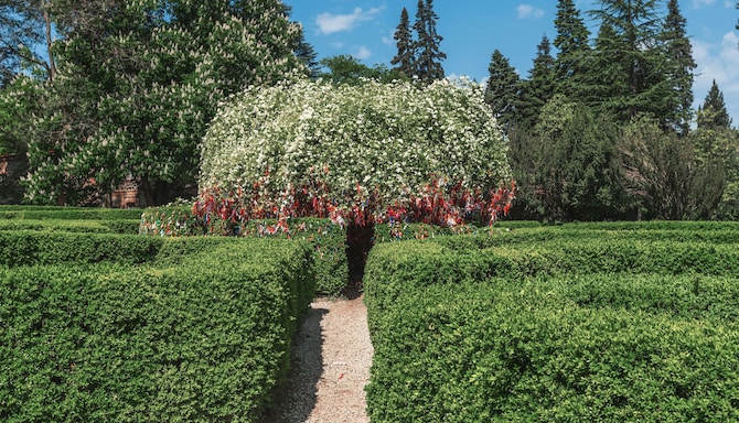 Tsinandali Estate, Radisson Collection Hotel - Dilek ağacı